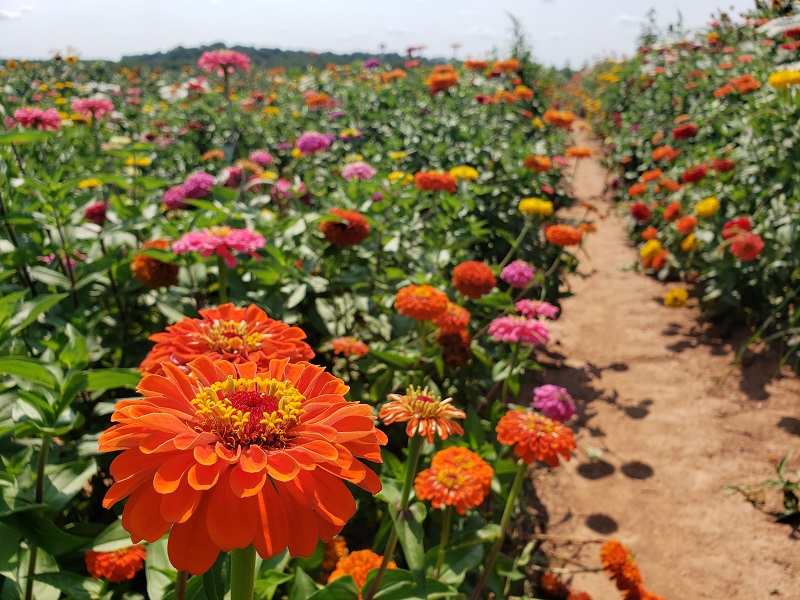 zinnias